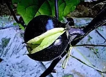 Quelle est la raison des craquelures des aubergines ? Comment prévenir et con...