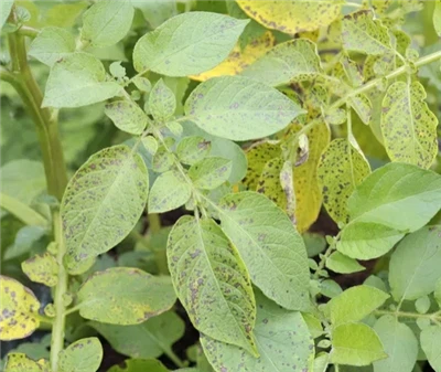 Pourquoi mes feuilles de pomme de terre jaunissent-elles ? 6 causes et soluti...