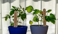 Push N'Grow lance des bâtonnets de graines entièrement naturelles pour sensib...