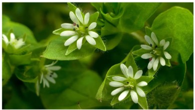 7 Les mauvaises herbes communes à surveiller dans votre arrière-cour - et des...