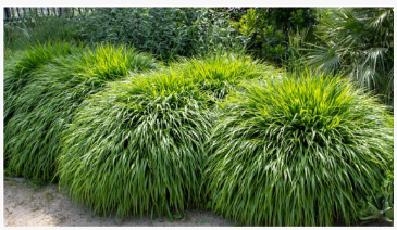 Comment cultiver l'herbe de forêt japonaise - pour un élégant problème de sol...