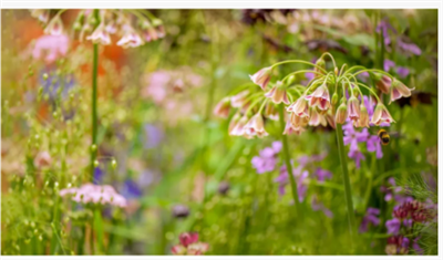 Comment cultiver l'ail de miel sicilien - pour une variété d'allium exquise e...