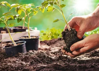 Comment réaliser un terreau efficace ?