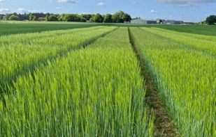 Le Royaume-Uni autorise la première-orge génétiquement modifiée en vertu de l...