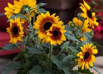 Syngenta Flowers fait la promotion des tournesols Sunfinity comme solution de...
