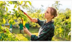 Comment fertiliser correctement les arbres fruitiers
