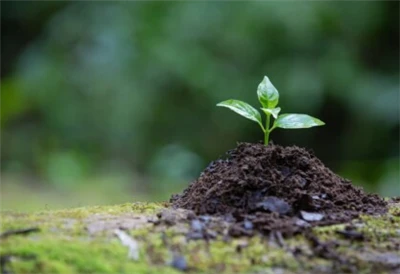 Ancient Organics brevète une solution microbienne pour détoxifier le glyphosate