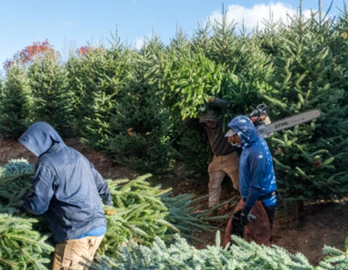 Le secteur des arbres de Noël est confronté à des risques liés au travail alo...